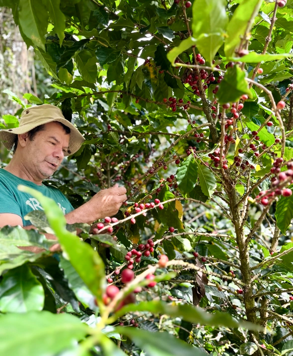 Miembro de la Familia Cruz Sibaja cosechando café en Arancibia