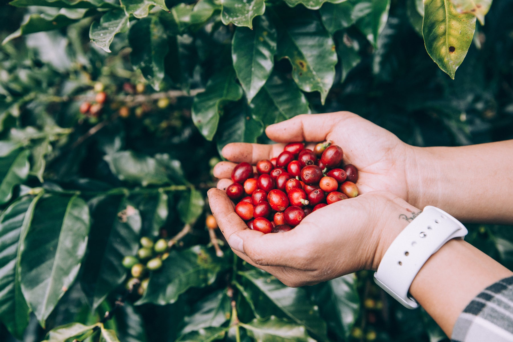 Cerezas de café recién cosechadas