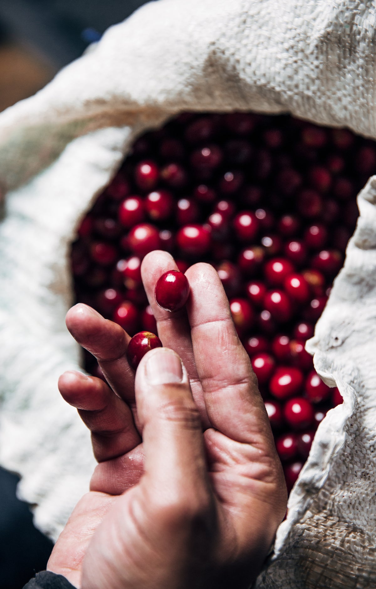 Cerezas de café recién cosechadas en la mano