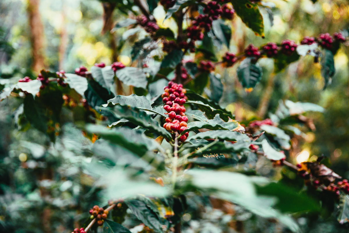 Planta de café